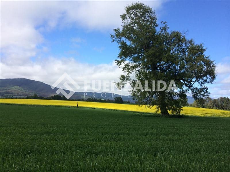 5 kms de Loncoche hacia Calafquen