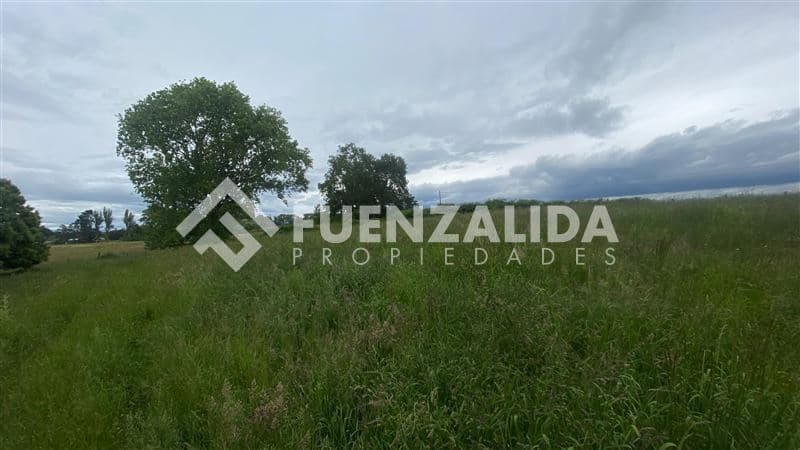 Felizardo Asenjo, osorno