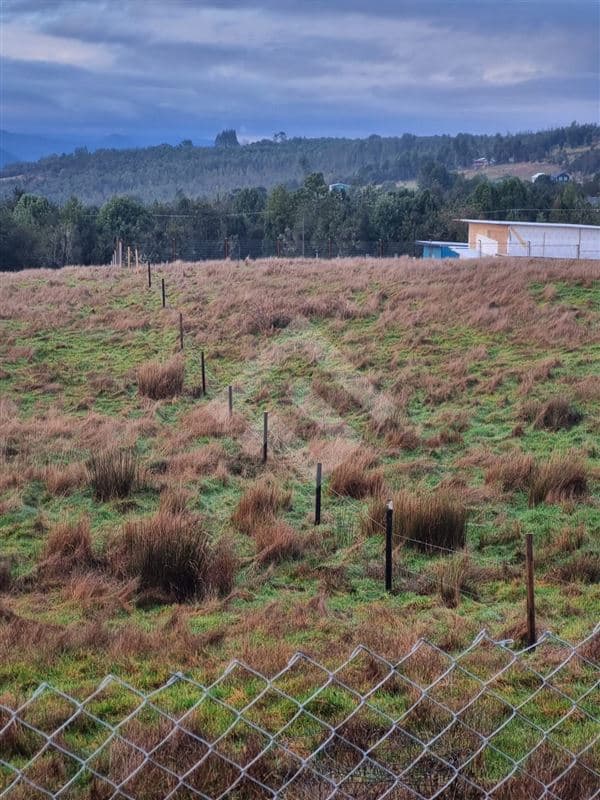 Terrazas de Neo alerce