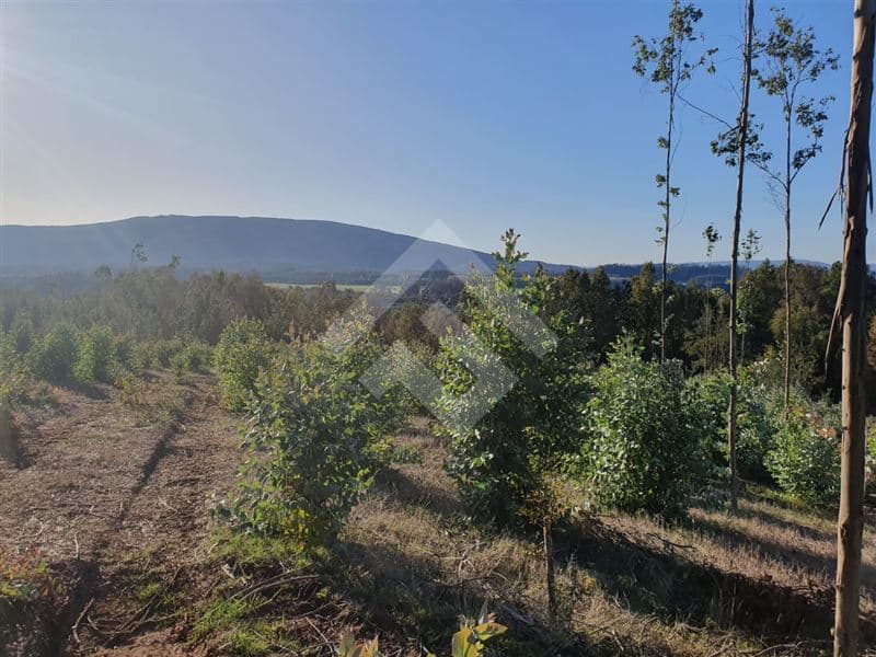 CAMPO LOS AVELLANOS HUALAPULLI, PROVINCIA DE CAUTIN