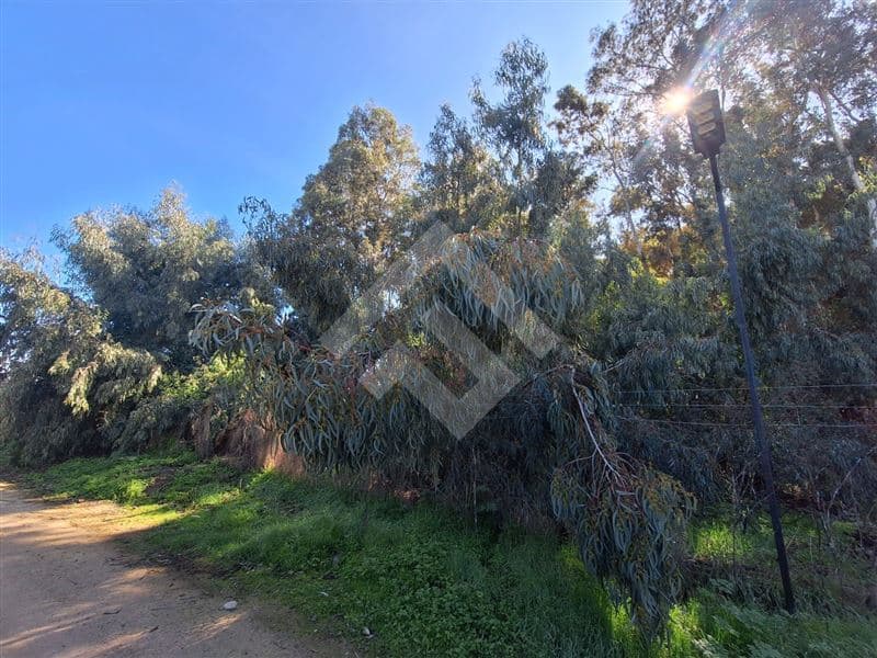 El manzano Carampangue