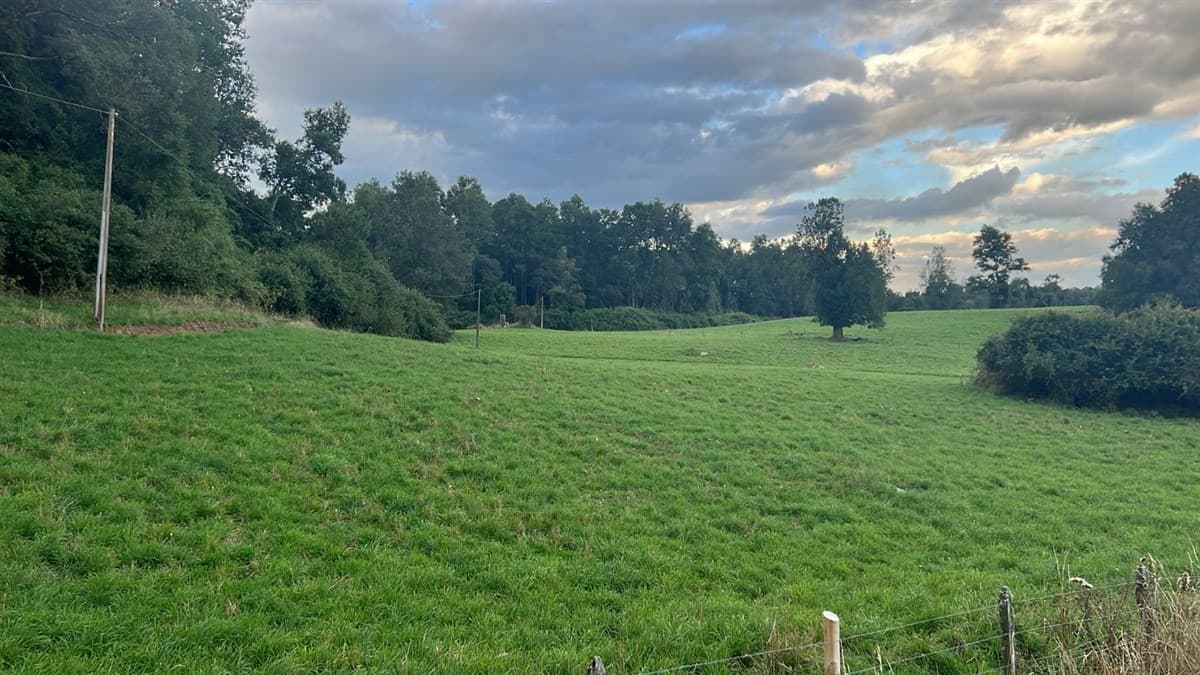 Playa San Pedro Lago Ranco