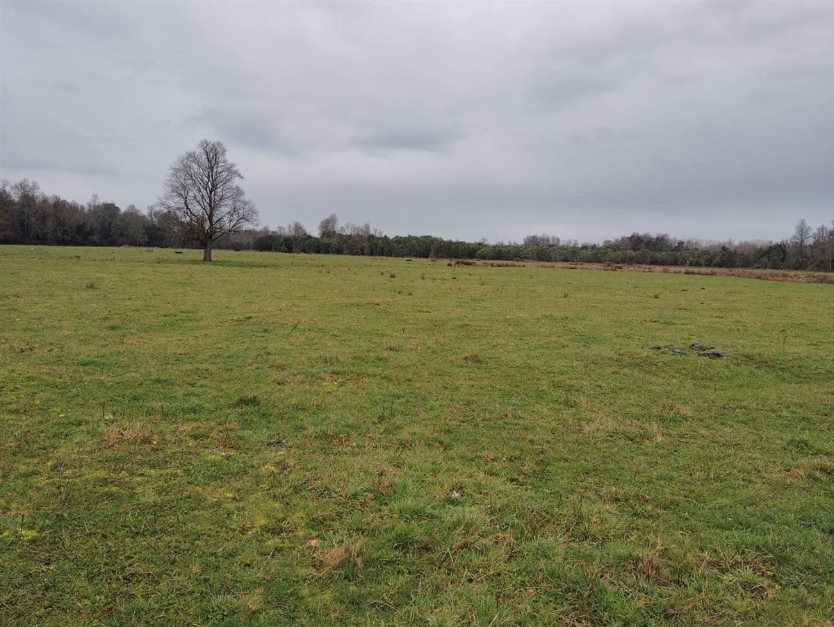 Sector Chifin Comuna de Río Negro a 26 Kms. de Osorno por Ruta 5 Sur