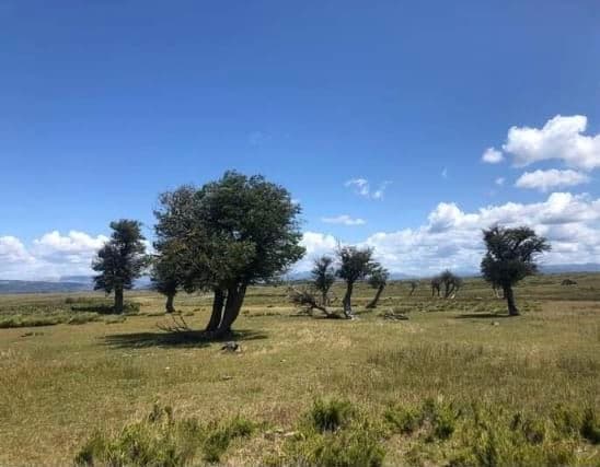 Cercana laguna Icalma