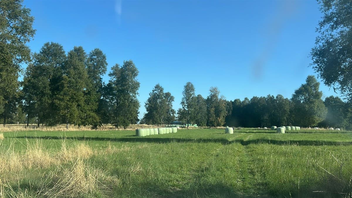 Camino Crucero Purranque a Hueyusca