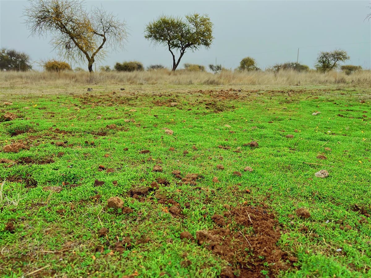 ruta Los Conquistadores km31