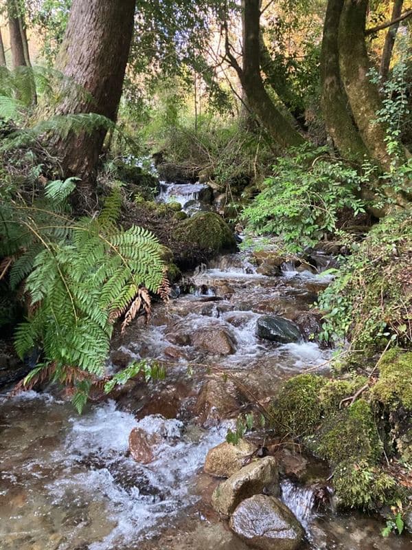 COD34785 Laguna San Jorge