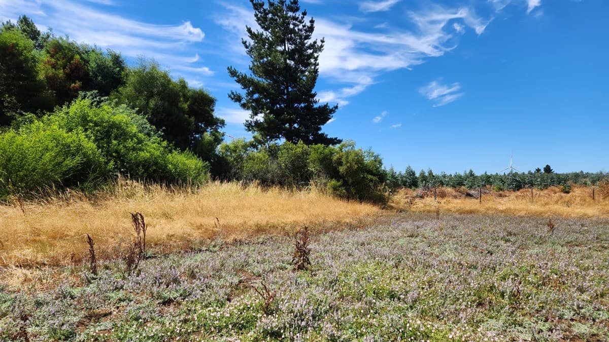 Sector El Ciruelo Mesamavida