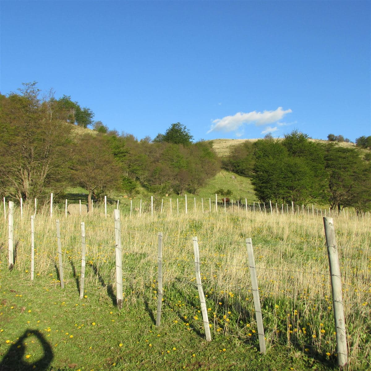 COD36747 - Parcela - Venta - Coihaique