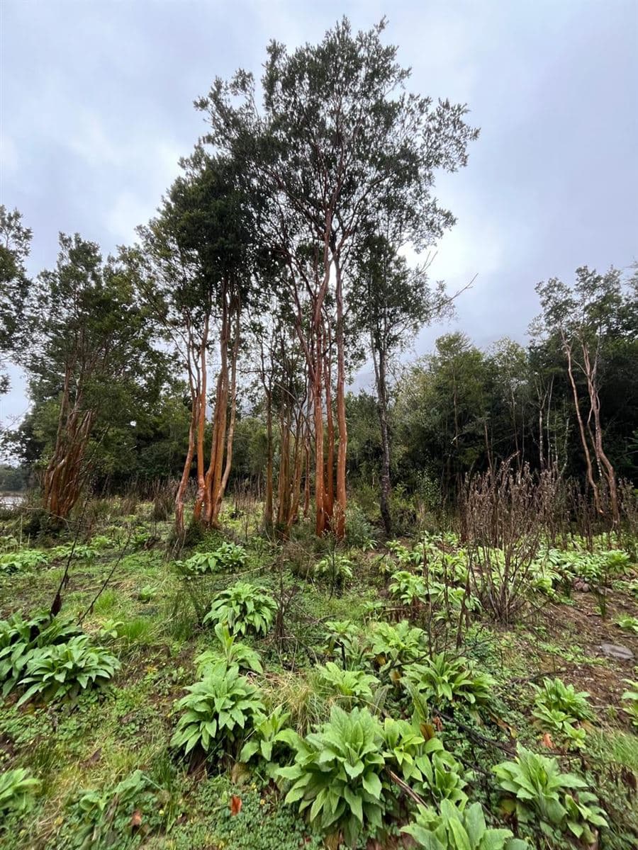 COD37973 - Parcela - Venta - Aisén