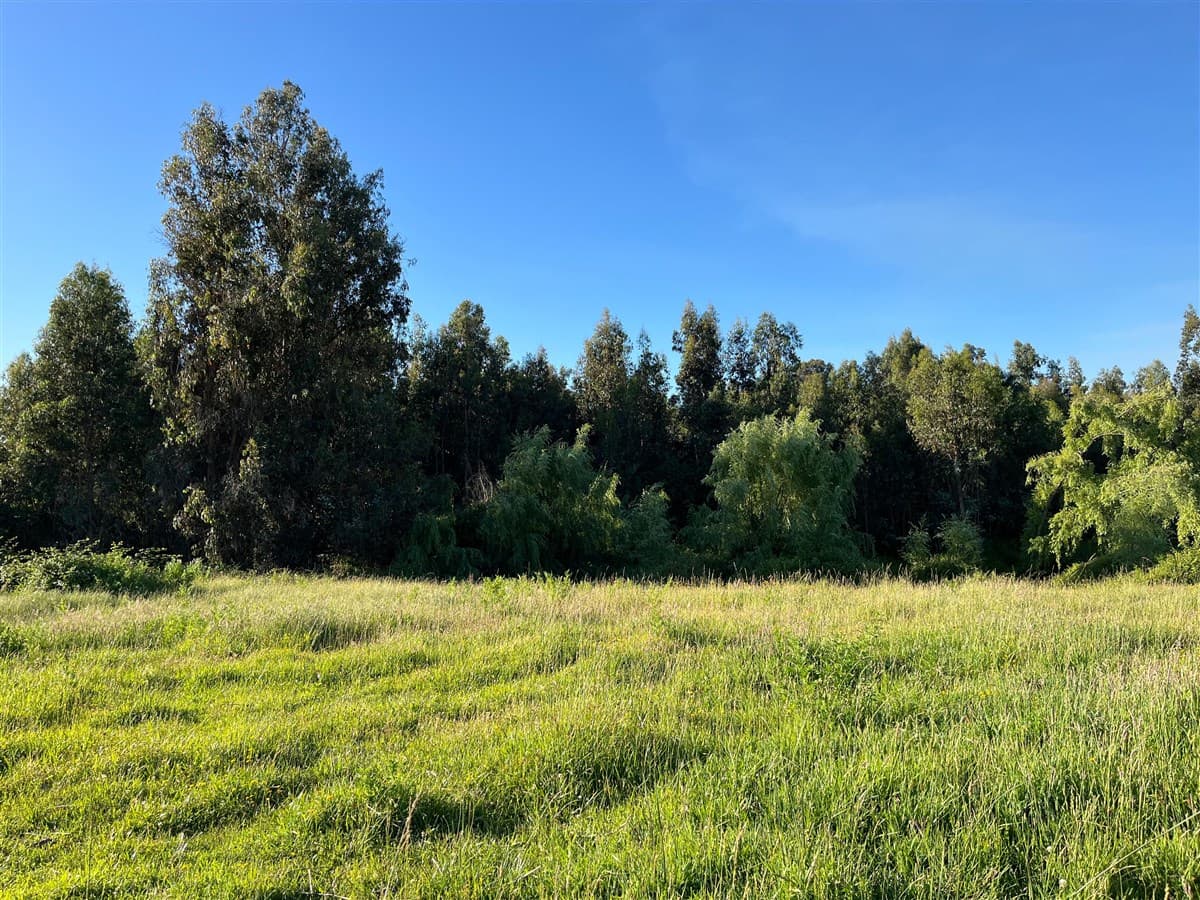 Escudo de Chile camino a Los Robles