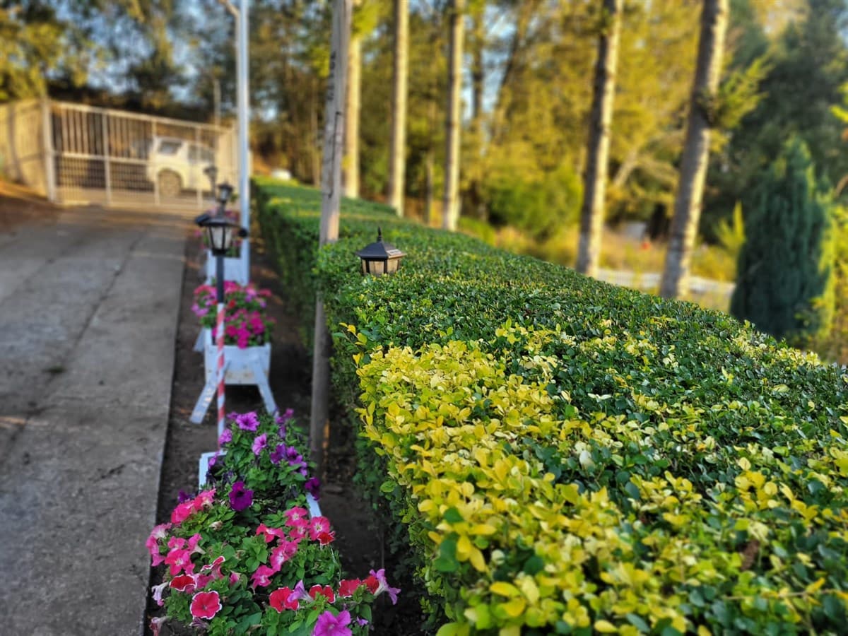 COD38992 Camino a Cunco