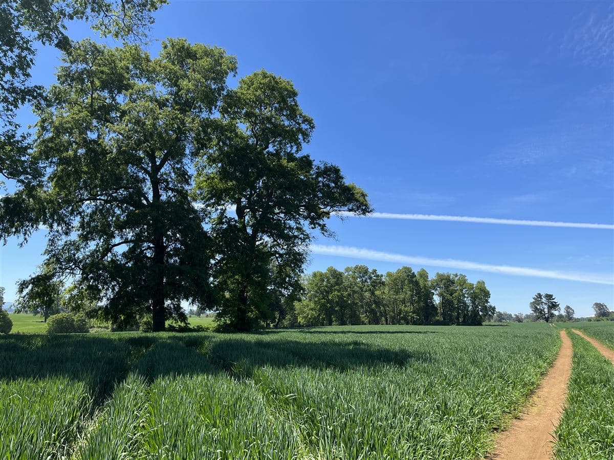 COD32866 San Ramón camino a Cunco