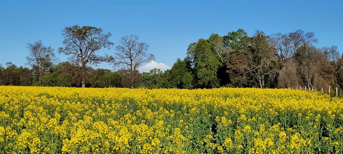 Quintrilepe pillanlelbun