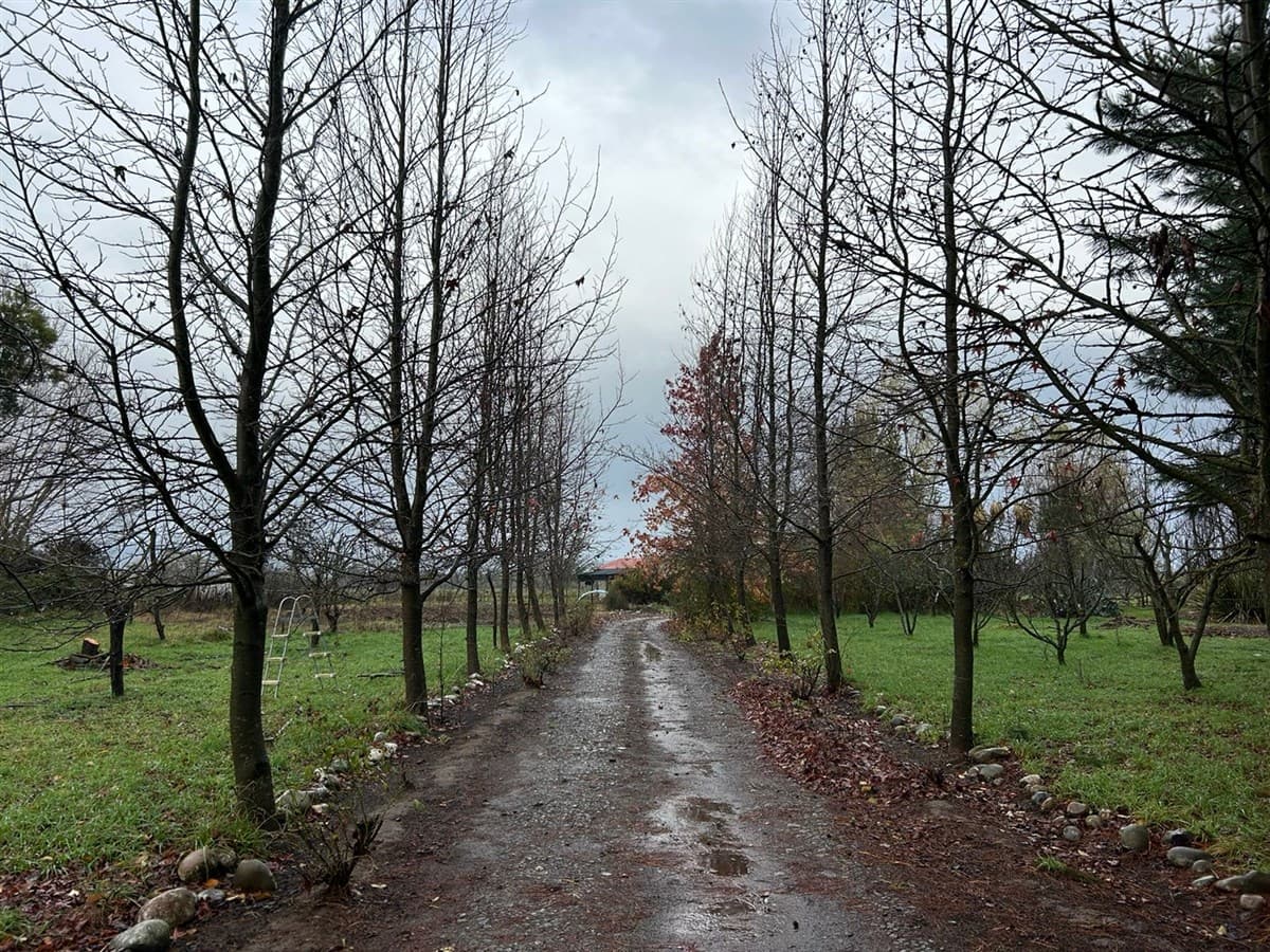 COD38910 Sector Bustamante Coihueco