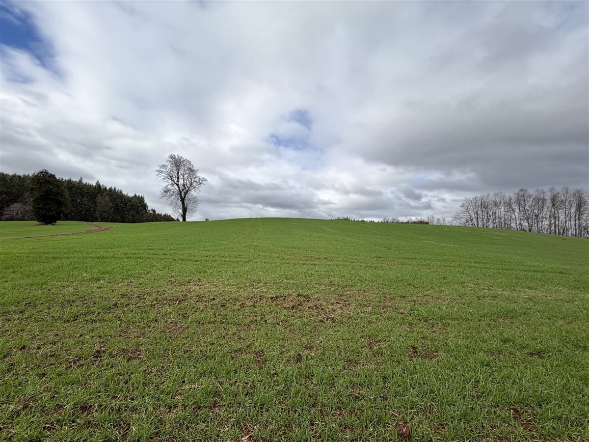 COD40434 Norte de Temuco, buen acceso, campo sembrado y limpio