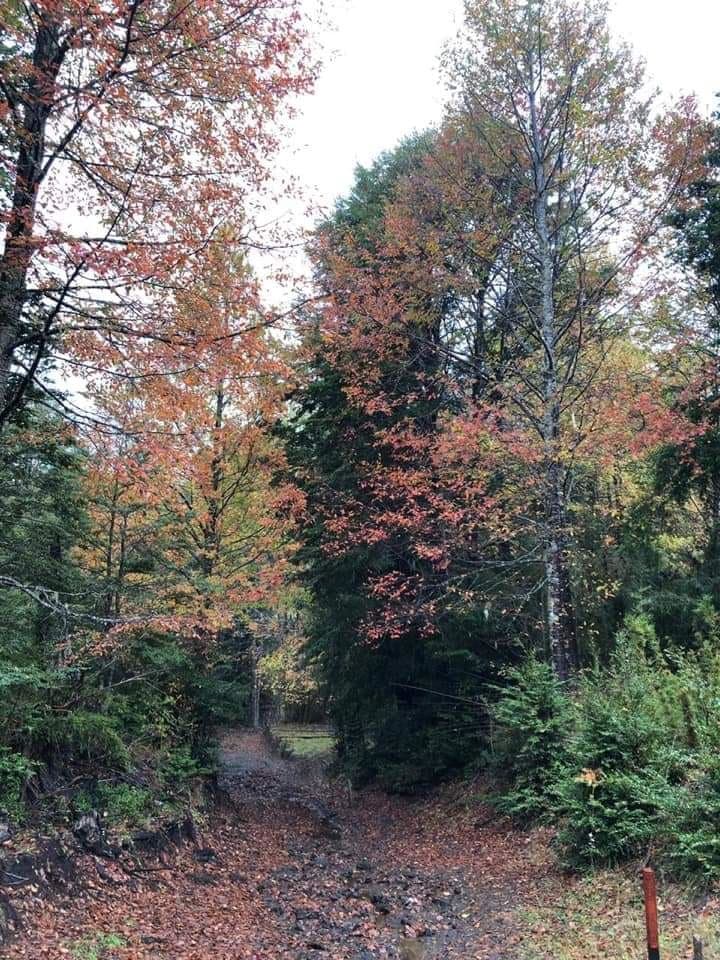 COD35831 Al lado de las Termas Geométricas y Termas del Rincón. A 2 km de la entrada al Parque Nacional Villarrica.