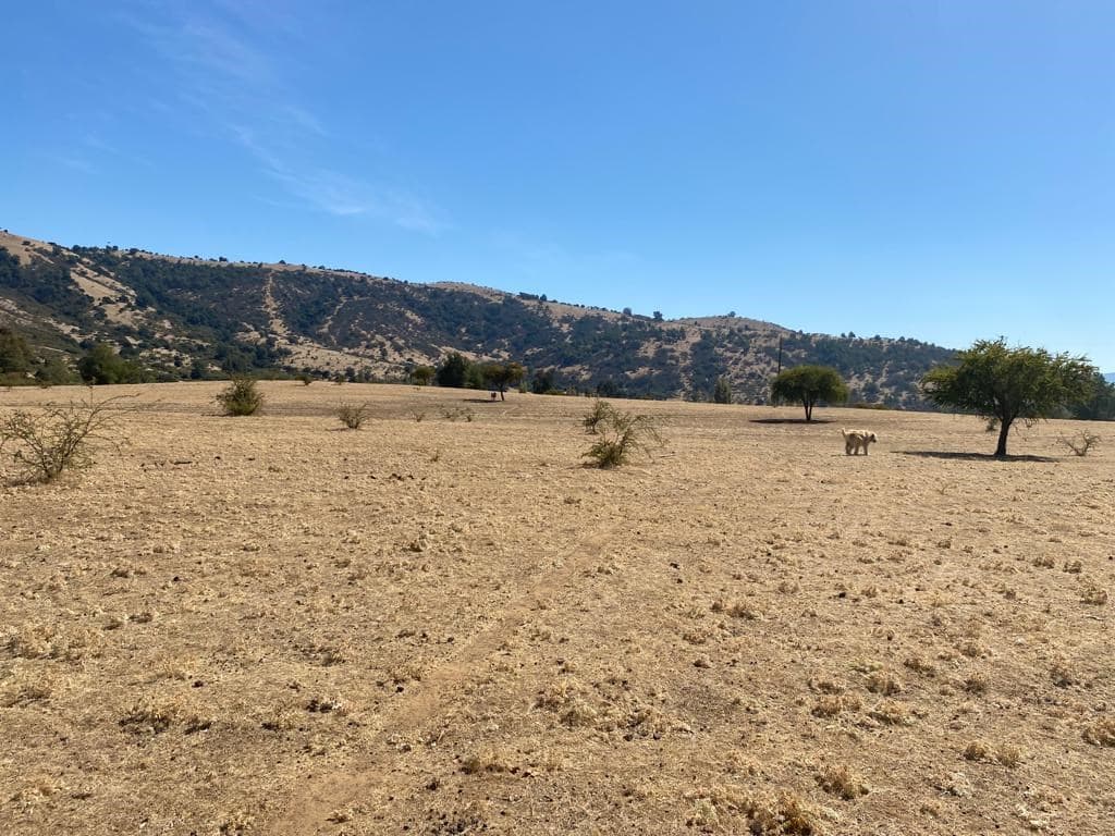 Limavida comuna de Curepto