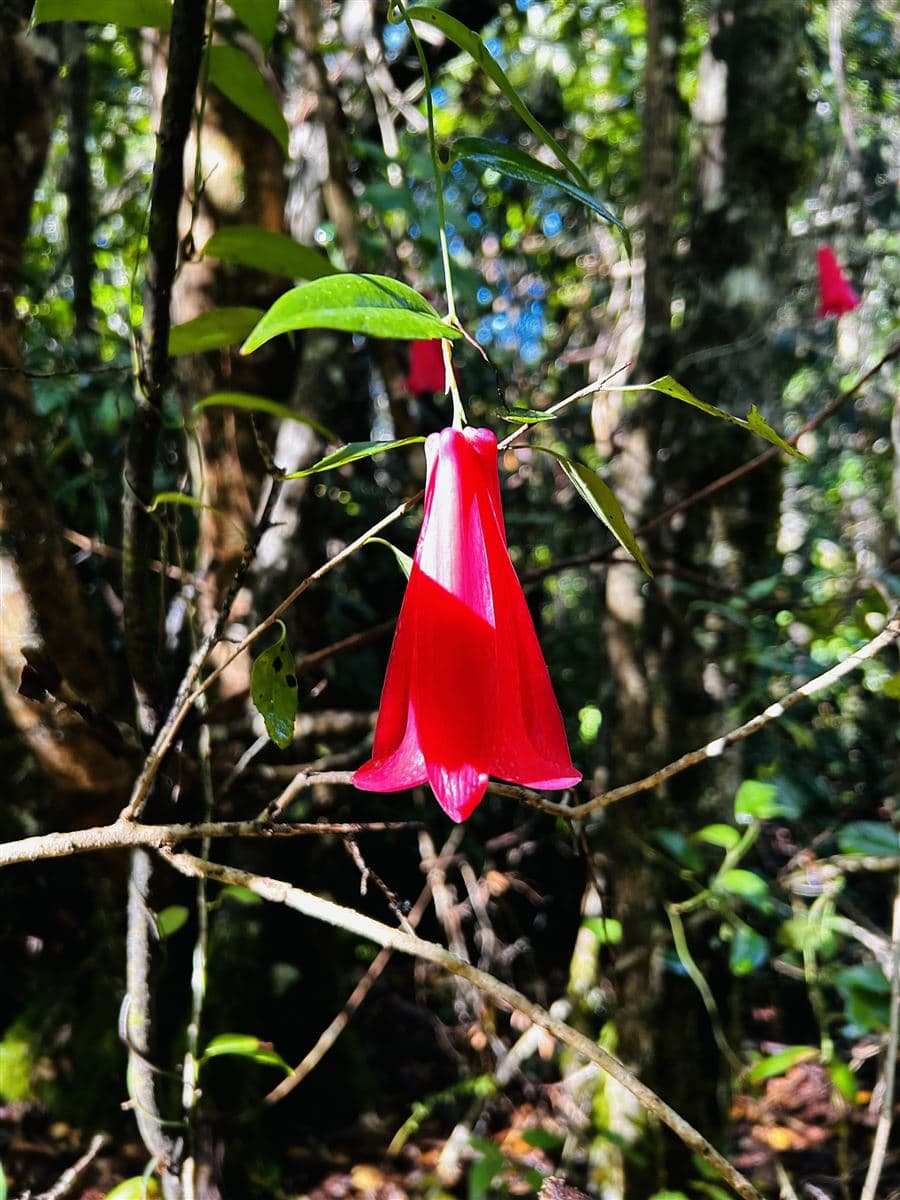 COD37331 kilómetros 10, 7, Camino Conguillio, Curacautín, Araucanía