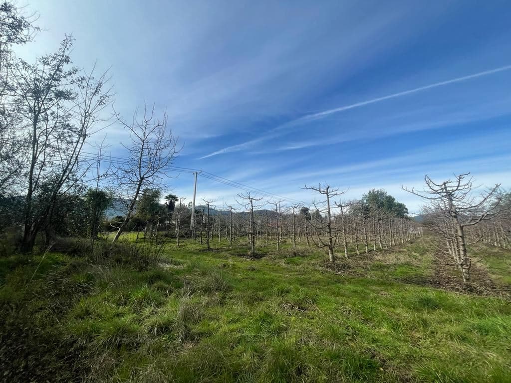 CAMINO LA MONTAÑA DE TENO