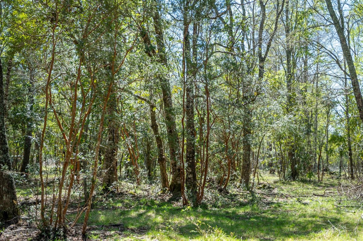 COD37523 Segunda faja sector Candelaría