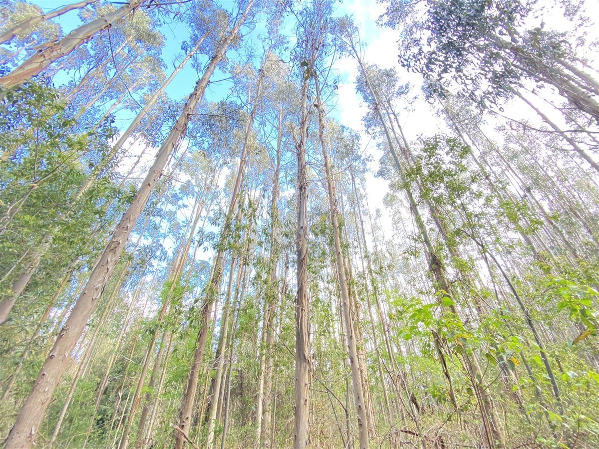 COD34778 Puerto Domínguez bosque 20 años en sector Coyanco