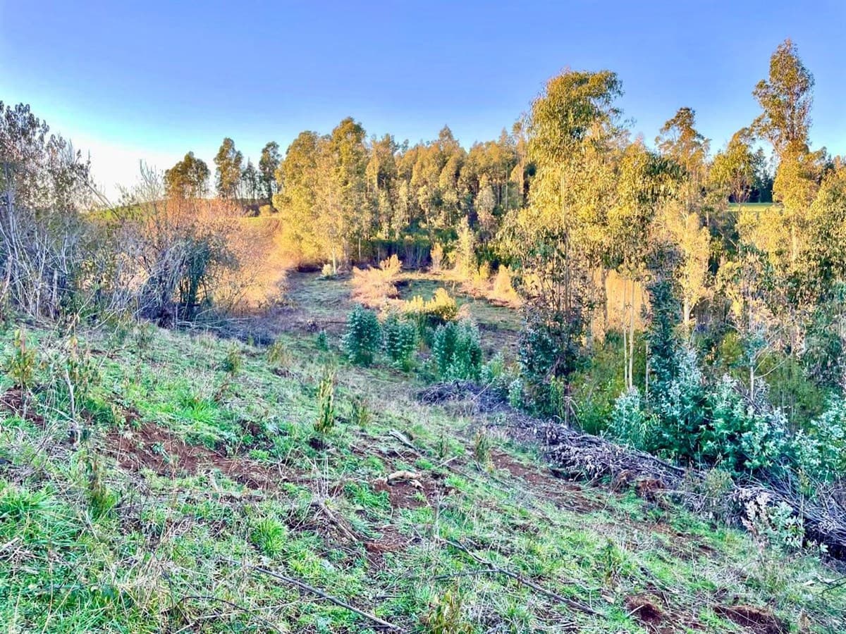 COD39142 ¡¡¡Habiter 360!!! Vende parcela de 10.000 m2 en Fundo Catrimaitén