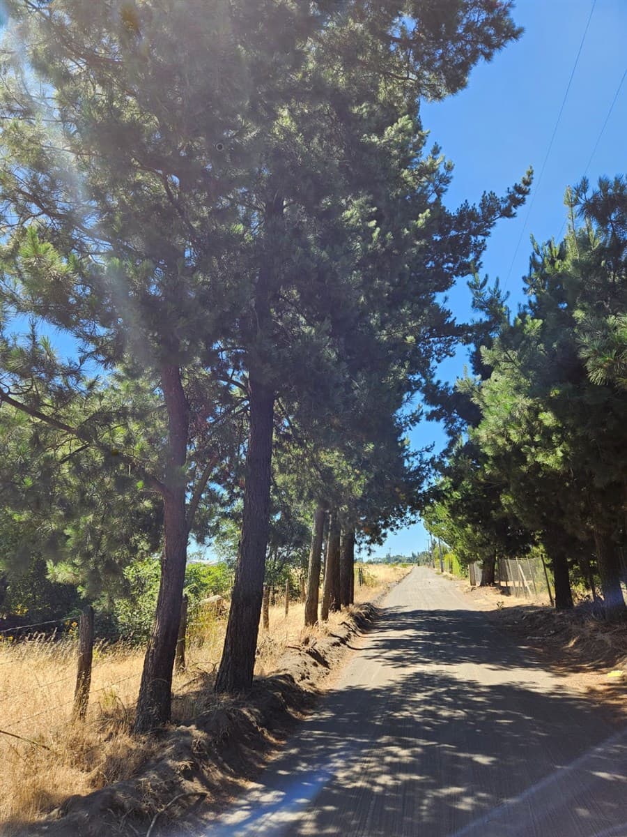 Sector Montenegro camino Santa Laura