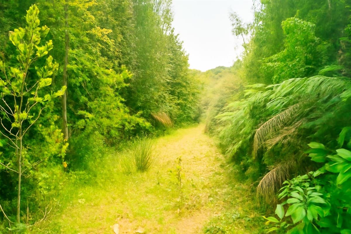 OPORTUNIDA!!! INVIERTE EN UN BOSQUE EN LOS LAGOS Terreno en San Juan de la costa norponiente de Puaucho