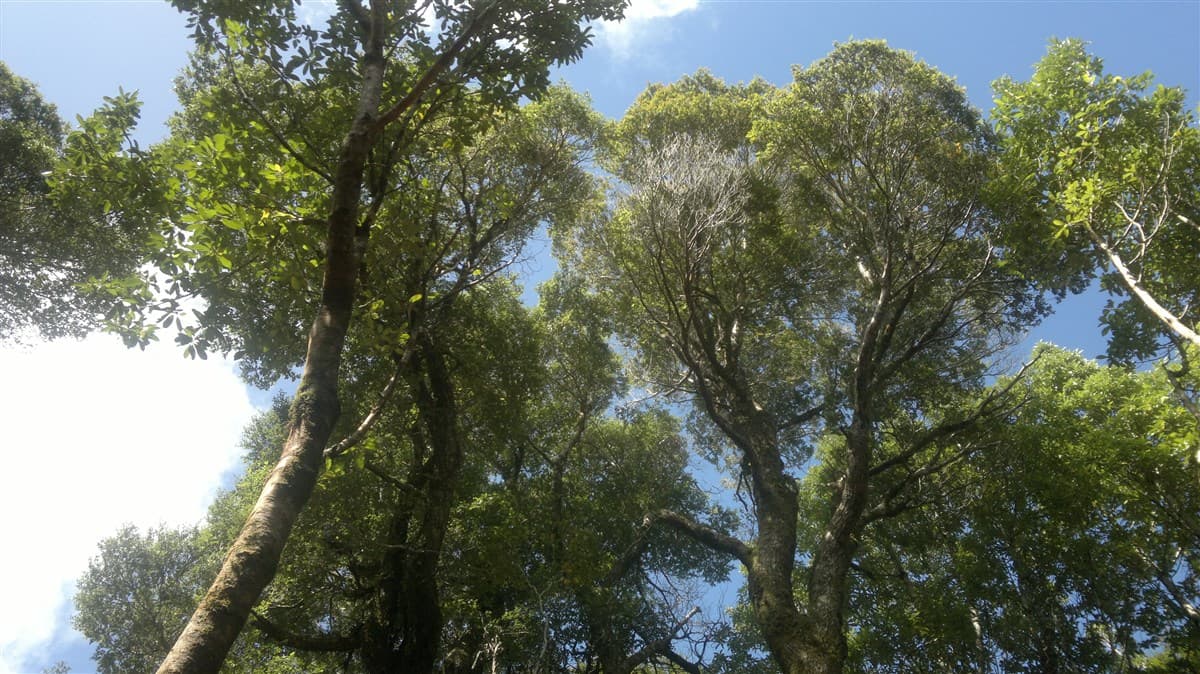 Venta de Terreno 50 Hectáreas – Quellón, Sector Molulco Natri, Chiloé