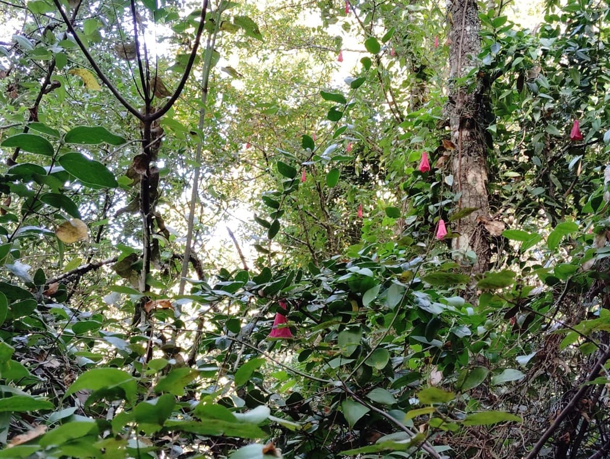 San Nicolás, Campo La Paz