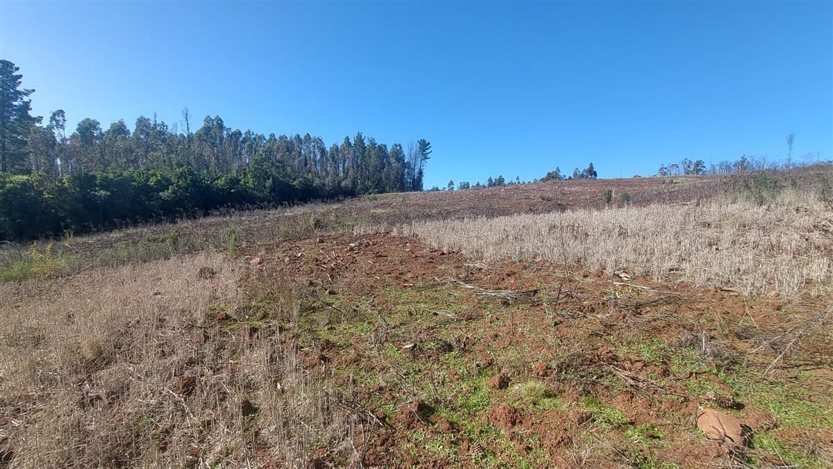TERRENO DE 5,2 HECTÁREAS EN VENTA – SECTOR MILLAPOA, NACIMIENTO 