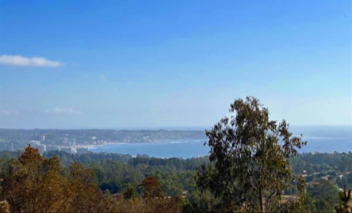 Algarrobo