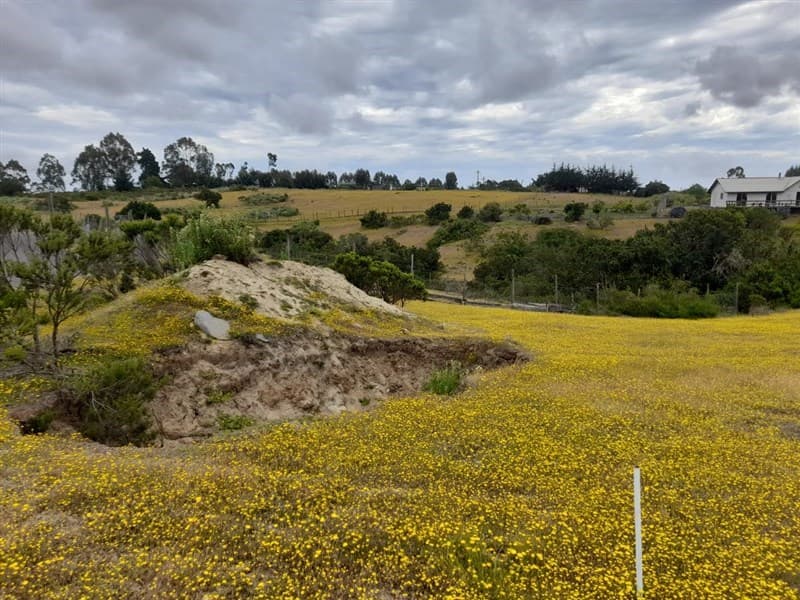 SECTOR LOS CARDOS SAN JOSE