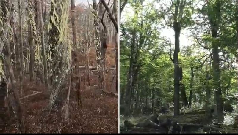 Oportunidad inversionistas. Campo 347 hect cercano a Villa Cerro Castillo