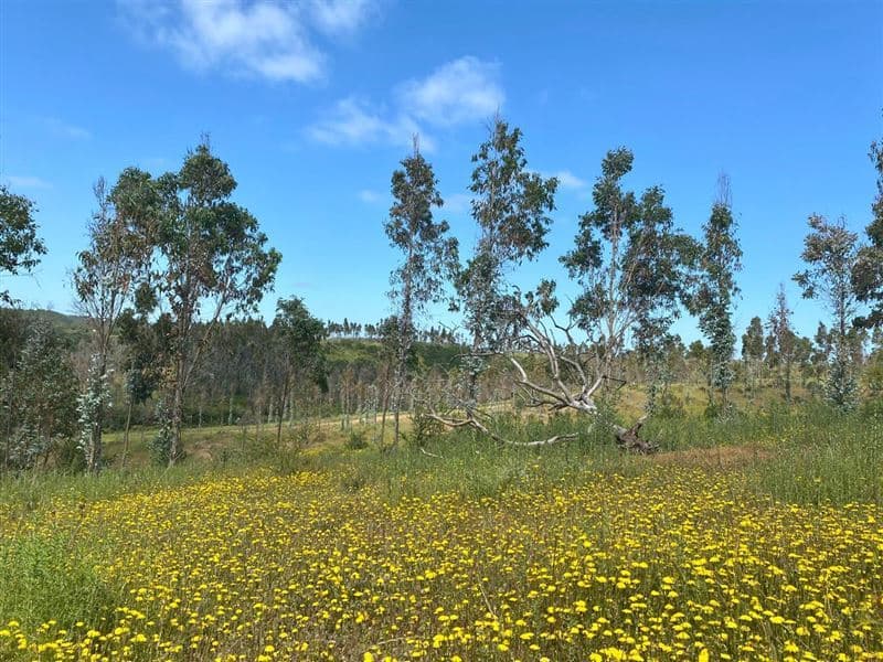 598W+CQ8 Santo Domingo