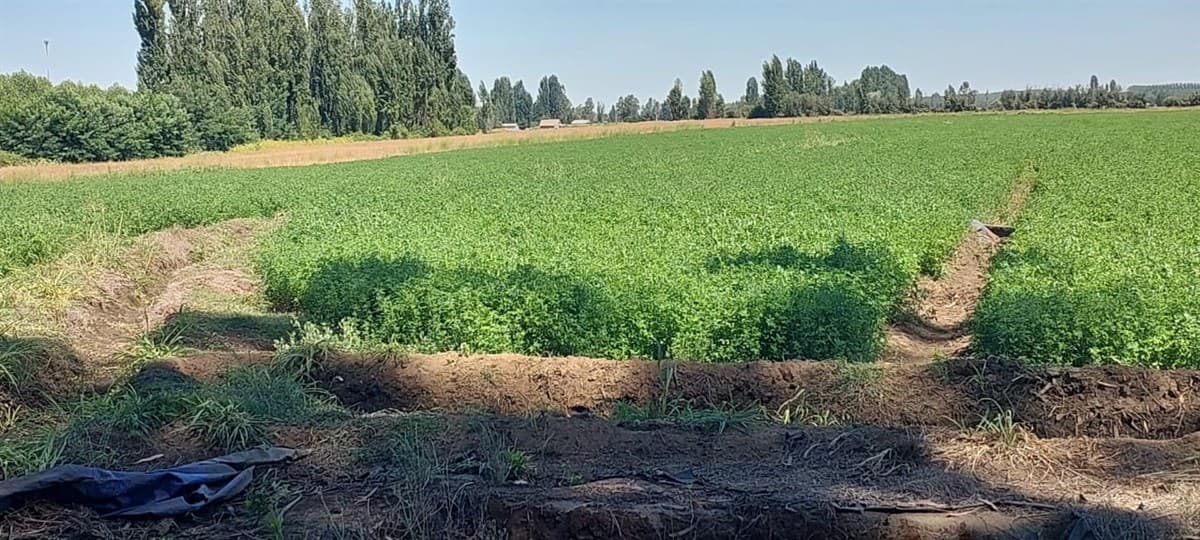 Gran Oportunidad Se Vende Campo Agrícola 18 hec en el Sector el Retiro Talca