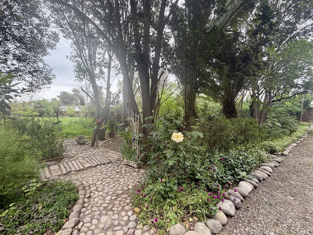 El bosque 746