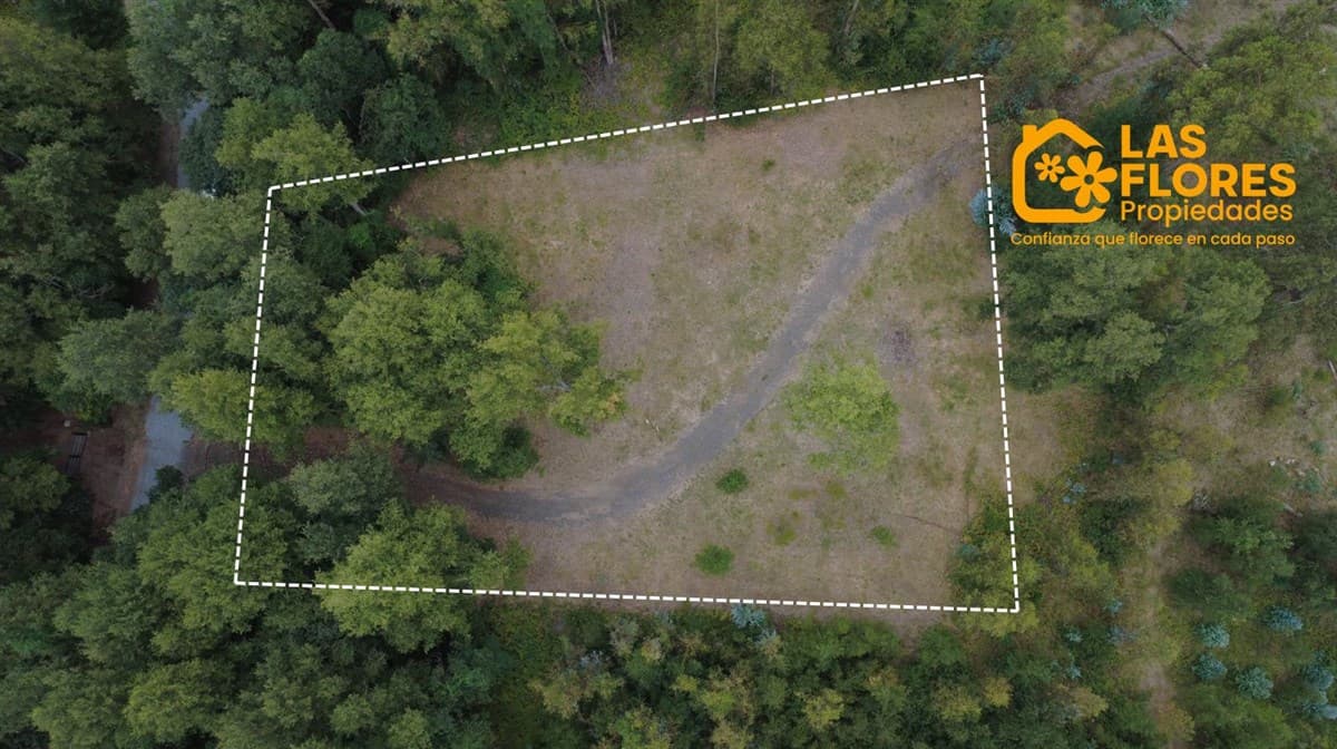 raices de puerto pucon