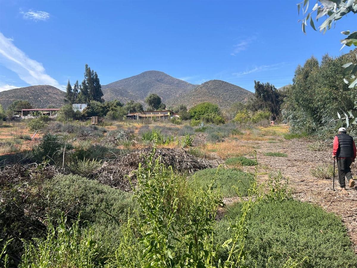 Camino a pisco de elqui 