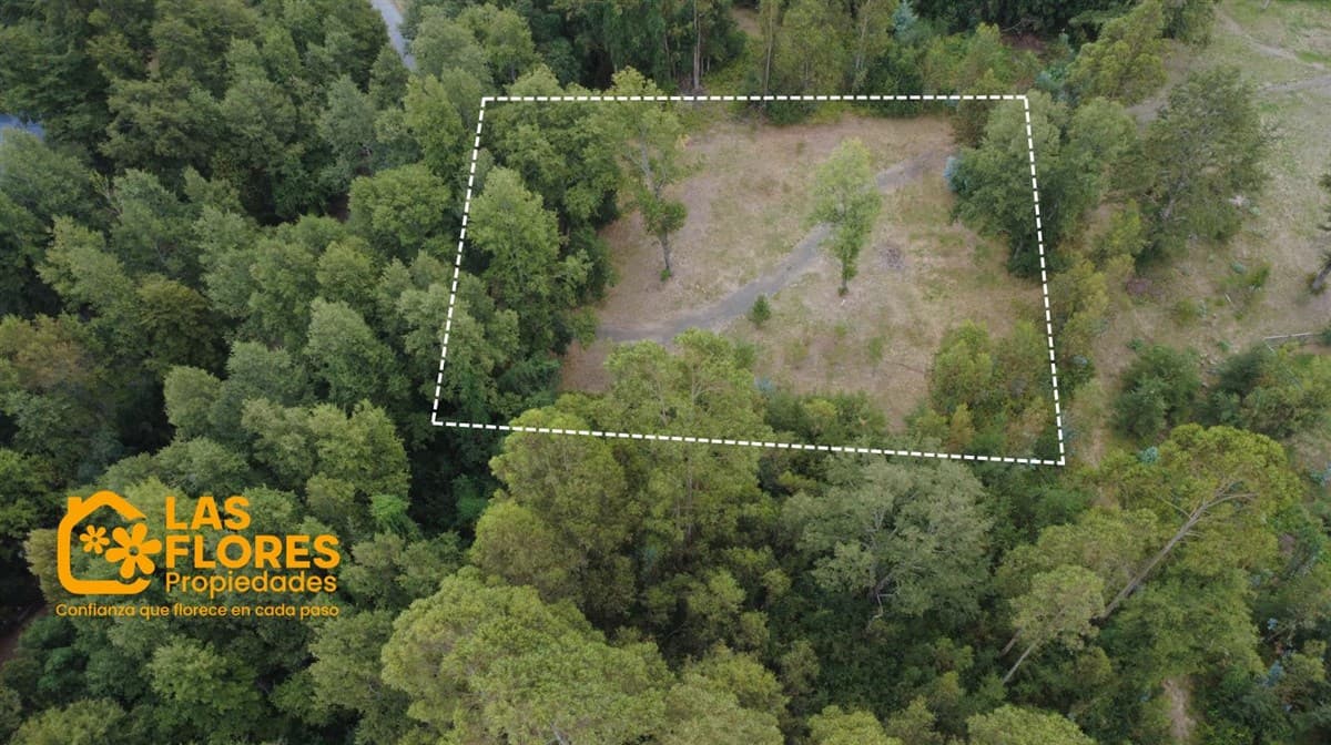 raices de puerto pucon