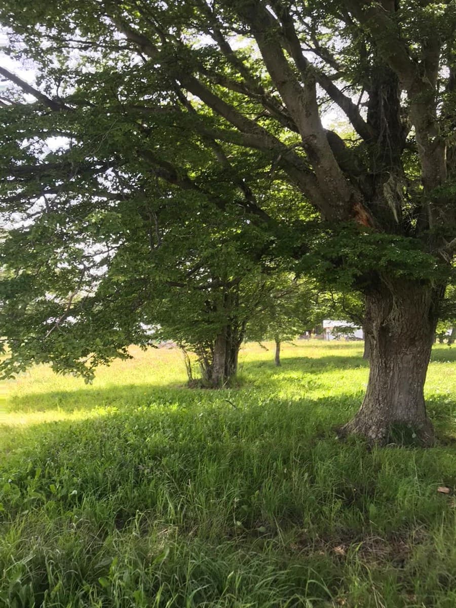 HERMOSA PARCELA CERCA DE COYHAIQUE