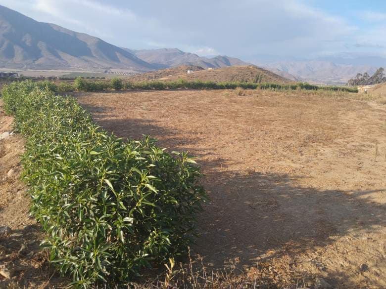 HINOJAL VALLE DE ELQUI