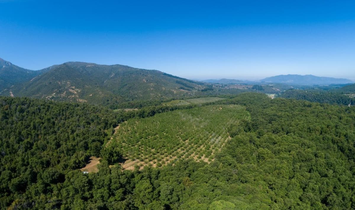 Potrero Grande - Curicó - Séptima Región del Maule.