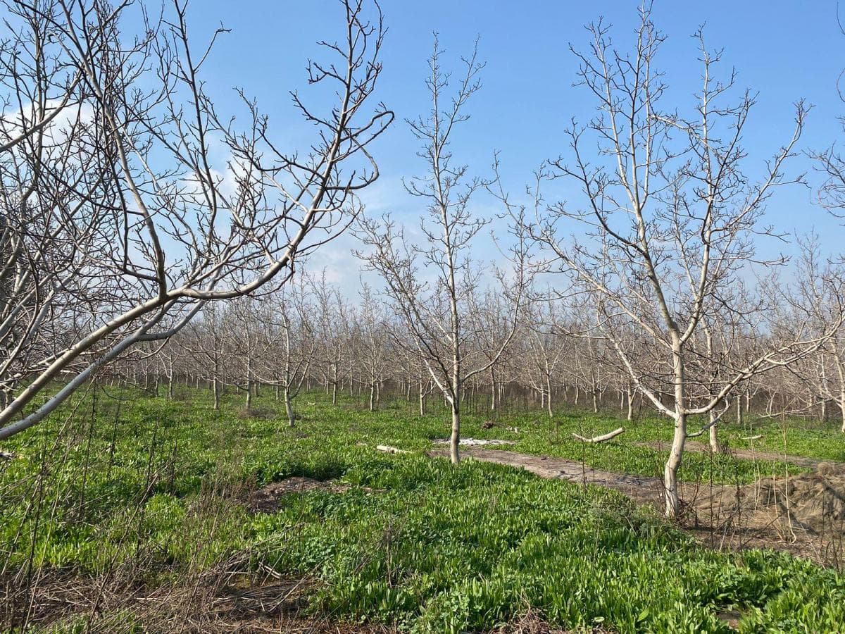 Camino San José Parcela N°12 (Colinda con Los Peumos)