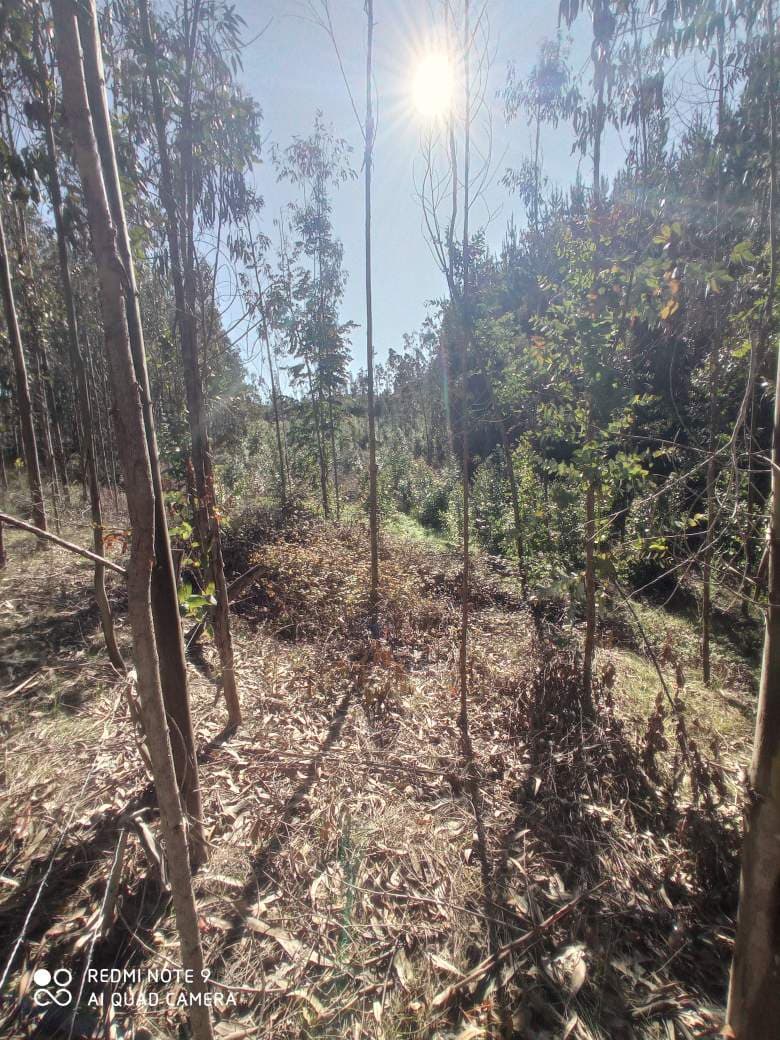 SAN JOSE, COBQUECURA