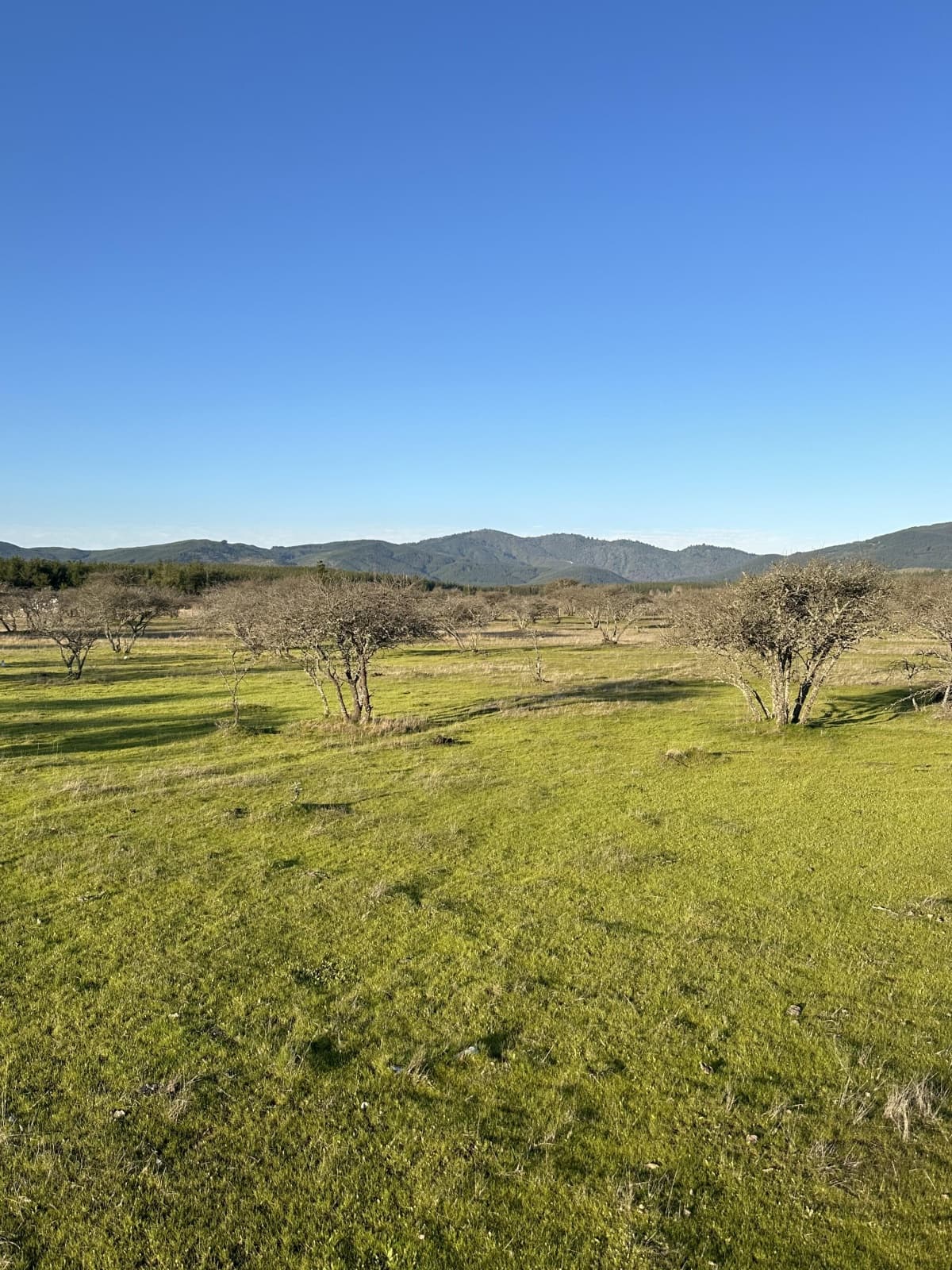 Huerta de maule, San Javier, Region del Maule