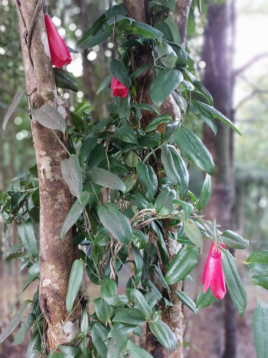 Valdivia, salida sur, km 25, ruta T-206 sector Los Guindos