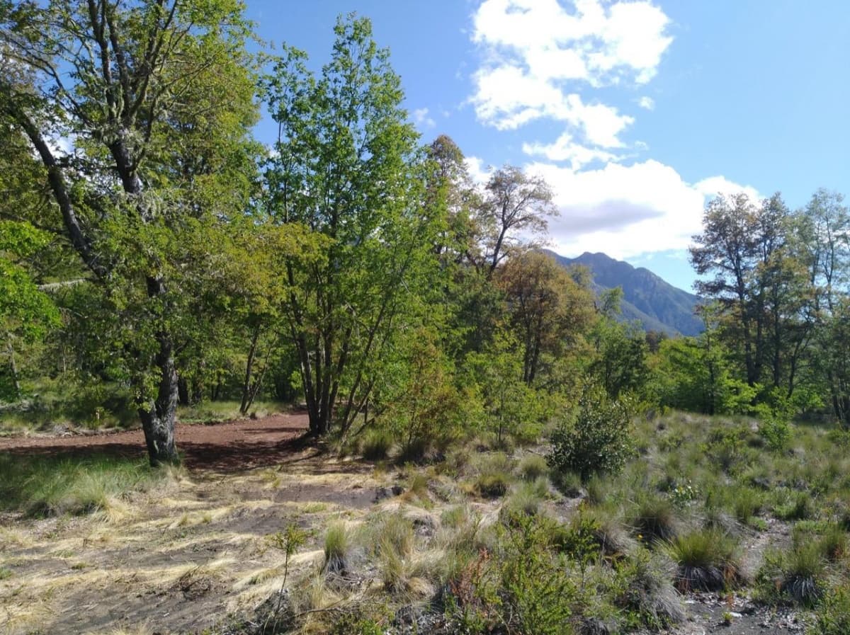 Camino Las Lengas - Los Haulles, Pinto