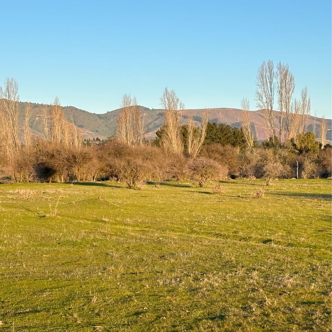 Huerta de Maule, San Javier de Loncomilla, Region del Maule